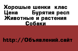 Хорошые шенки  клас › Цена ­ 1 - Бурятия респ. Животные и растения » Собаки   